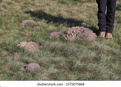 Vojvodina Blind Mole Rat Nannospalax Leucodon Stock Photo 1575075868 ...