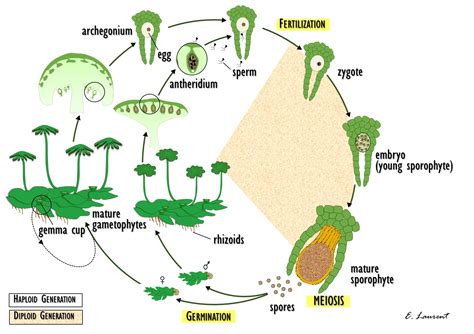 Liverwort Life Cycle