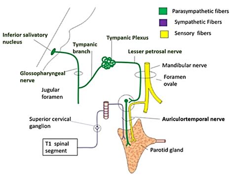 Otic Ganglion - Location, Roots or Connections and Branches