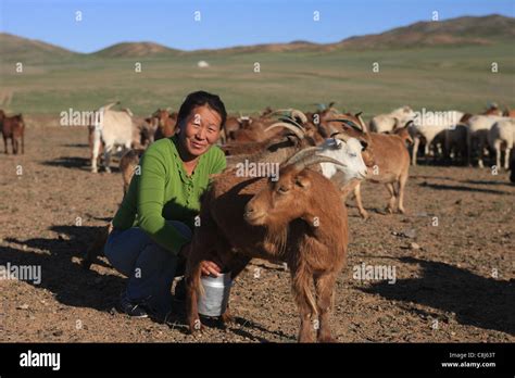 Mongolian woman, Mongolia, steppe, nomads, daily life, nomad-camp, goat-milking, herds, flocks ...