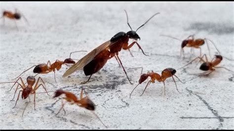 Flying Ants Swarming Behaviour - YouTube