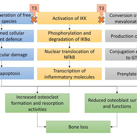 The proposed mechanism of action of tocotrienol (T3) in protecting bone ...