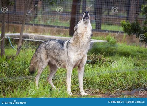 Wolf stock image. Image of colors, wolf, nopeople, food - 88878385