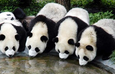 3 Day Wolong Giant Panda Volunteer and Panda Habitat Exploration Tour, Wolong In-depth Panda ...