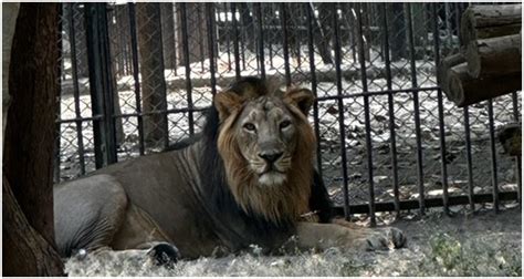 Endangered Asiatic Lions Set to Enthrall Jambu Zoo Visitors - The Daily ...