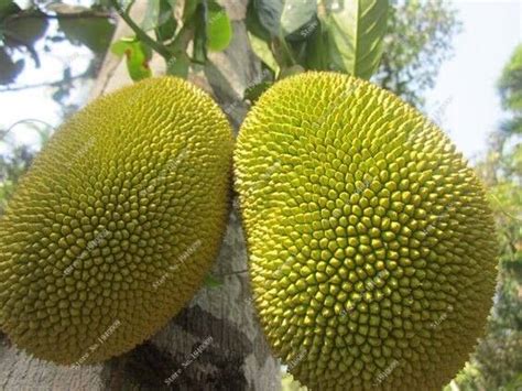 Durian Seeds 5 Packets OutletTrends.com Free Shipping Up to 70% OFF