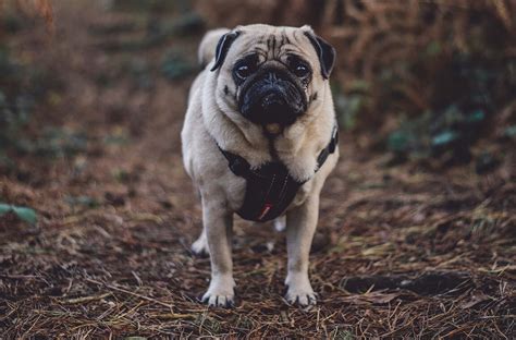 Choosing The Best Harness For Pugs | Product Reviews 2020