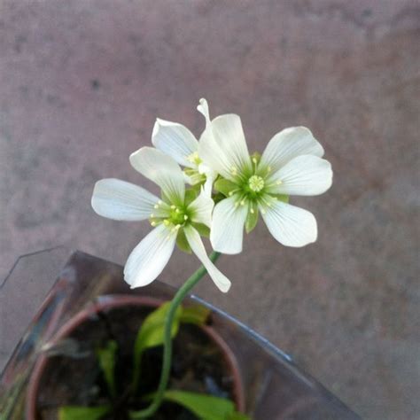 Venus Flytrap Bloom | Types of flowers, Bloom, Floral