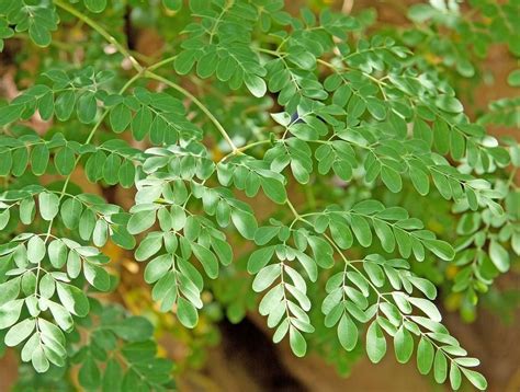 Moringa Oleifera Leaves, Packaging Size: 1 Kg, Packaging Type: Pouch, Rs 75 /kilogram | ID ...