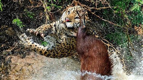 Best hunting collection of the jaguar | Yaguarete cazando - YouTube