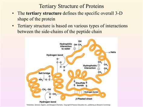 Tertiary Structure of Proteins