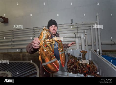 Lobster co-op of Stonington, Maine Stock Photo - Alamy