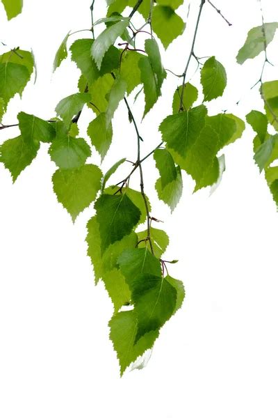 Silver birch leaves — Stock Photo © I.R.B.I.S. #128603194