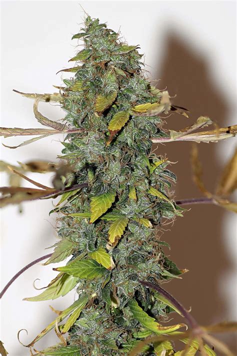 Purple Bud Regular Seeds | Seedsman | Cannabis Seeds