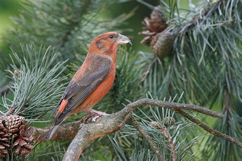 British finches: A simple guide - Country Life