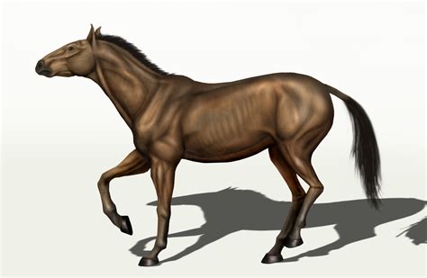 Equus (genus) | Wiki | Everipedia