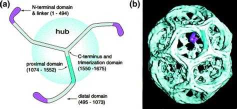 Clathrin: anatomy of a coat protein: Trends in Cell Biology