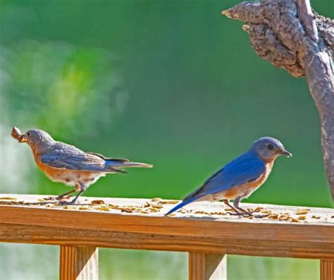 How to Feed Mealworms to Bluebirds? - Birds Tracker