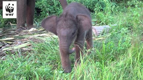 Baby Sumatran Elephant Learns How to Use Her Trunk