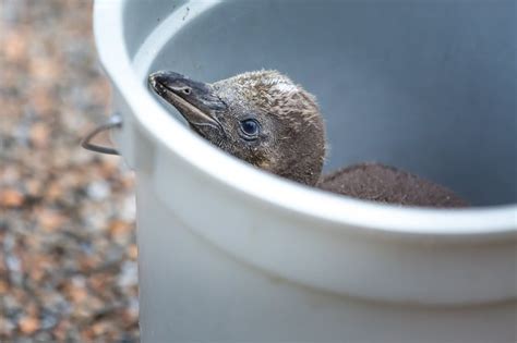 PHOTOS: Baby penguins at the Philadelphia Zoo | PhillyVoice