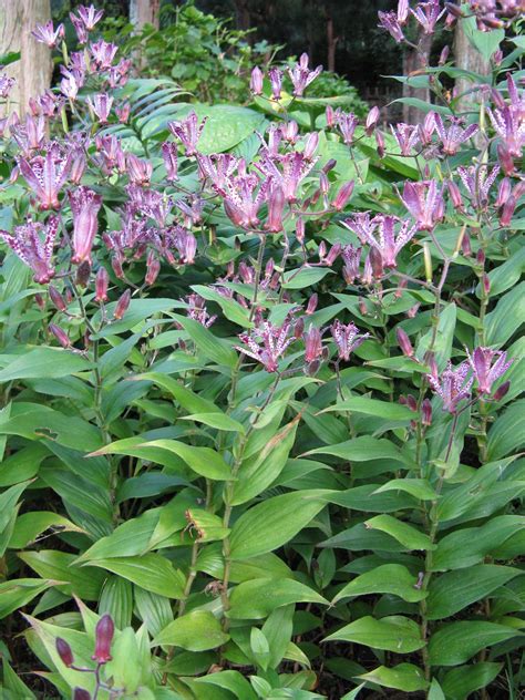 Plante lys, Arbustes de jardin, Orchidée