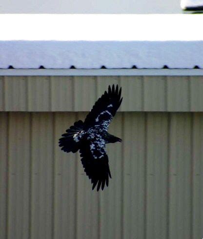 Rare piebald raven | Lion art, Animal photography, Birds in flight