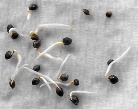 Germinating Cannabis Seeds with Paper Towel Step By Step