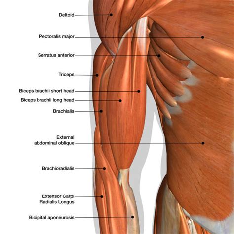 Male Chest Muscles Diagram Labeled Anatomy Chart Of Male Biceps And ...