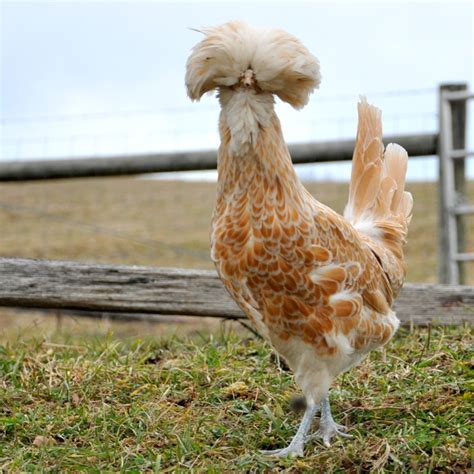 Day Old Poultry