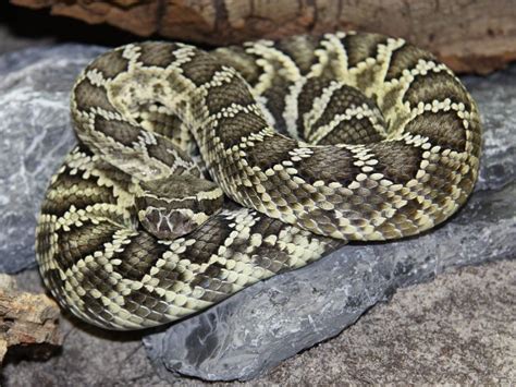 Southern Pacific Rattlesnake Facts and Pictures | Reptile Fact