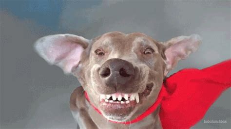 Dog smile Funny Dog Faces, Funny Dog Videos, Funny Animal Memes, Funny Dogs, Funny Animals ...