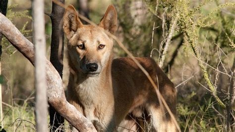 Wilderness Society | 10 facts about dingoes