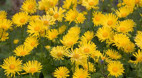 Yellow Flowers Background Free Stock Photo - Public Domain Pictures