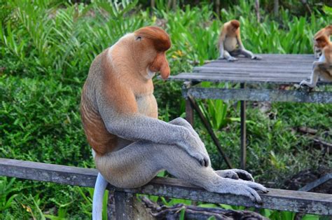 10 Spesies Monyet Terbesar di Dunia, Ada yang dari Indonesia