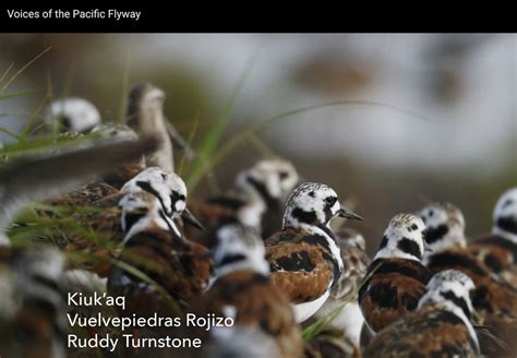 Voices of the Pacific Flyway - Pacific Birds Habitat Joint Venture