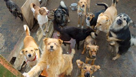 Animal Hoarding of Dogs and Cats: What You Must Know