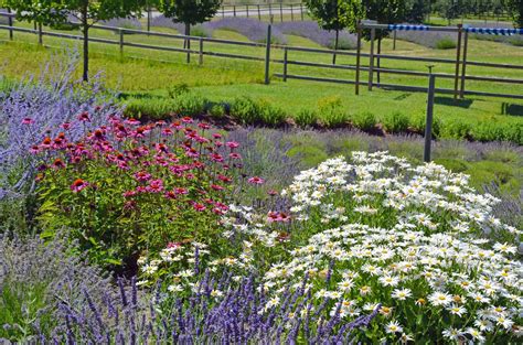 The Best Lavender Companion Plants For Your Garden (2022)