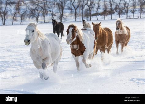 Horse drive in winter on Hideout Ranch, Shell, Wyoming. Herd of horses ...