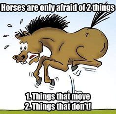 59 Best Funny Horse sayings ideas | funny horse, funny horses, horse quotes