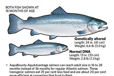 GMO salmon to hit market | SaltWire