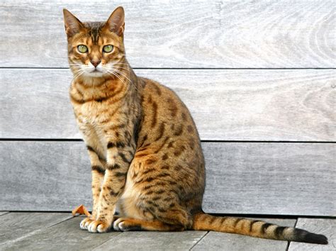 Bengal Cat: Breed Profile, Characteristics & Care