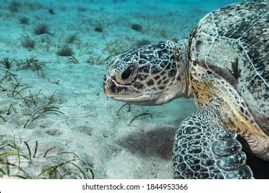 Green Sea Turtle Coral Reef Red Stock Photo 1844953366 | Shutterstock