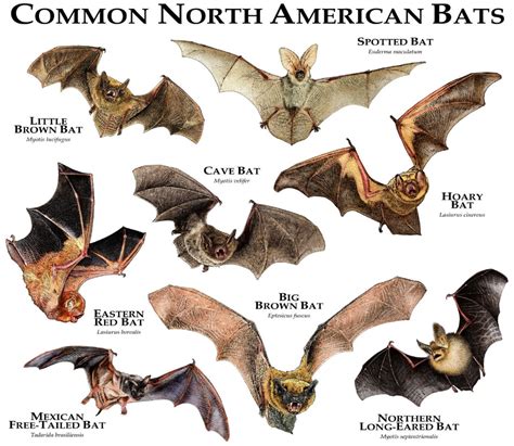 Common Bats of North America Poster Print - Etsy | Bat species, North ...