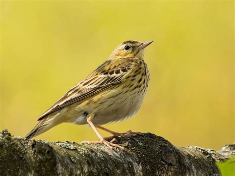 Tree Pipit Bird Facts (Anthus trivialis) | Birdfact