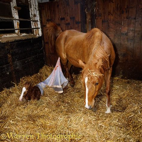 Horse giving birth photo WP08977