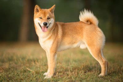 Shiba Inu Pictures - American Kennel Club