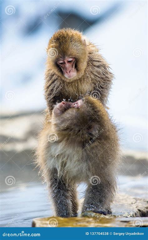 Mating Japanese Macaques.the Japanese Macaque Scientific Name: Macaca Fuscata, Also Stock Photo ...