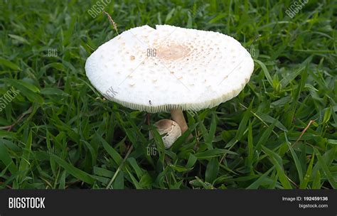 White Toxic Mushrooms Image & Photo (Free Trial) | Bigstock