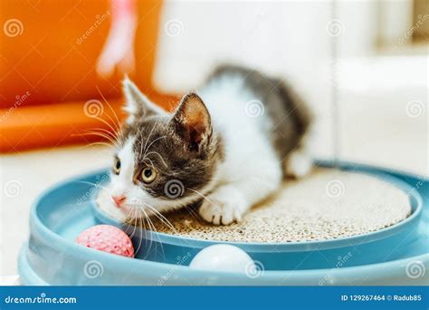 Cute Baby Cat Playing at Home Stock Photo - Image of cute, nature: 129267464