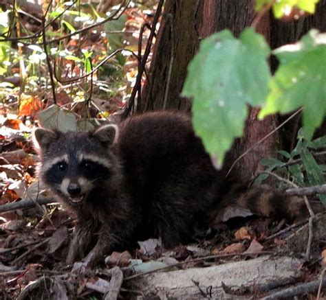 Louisiana Swamp Animals | cute raccoon sighting 3 | Louisiana swamp, Swamp tours, Swamp